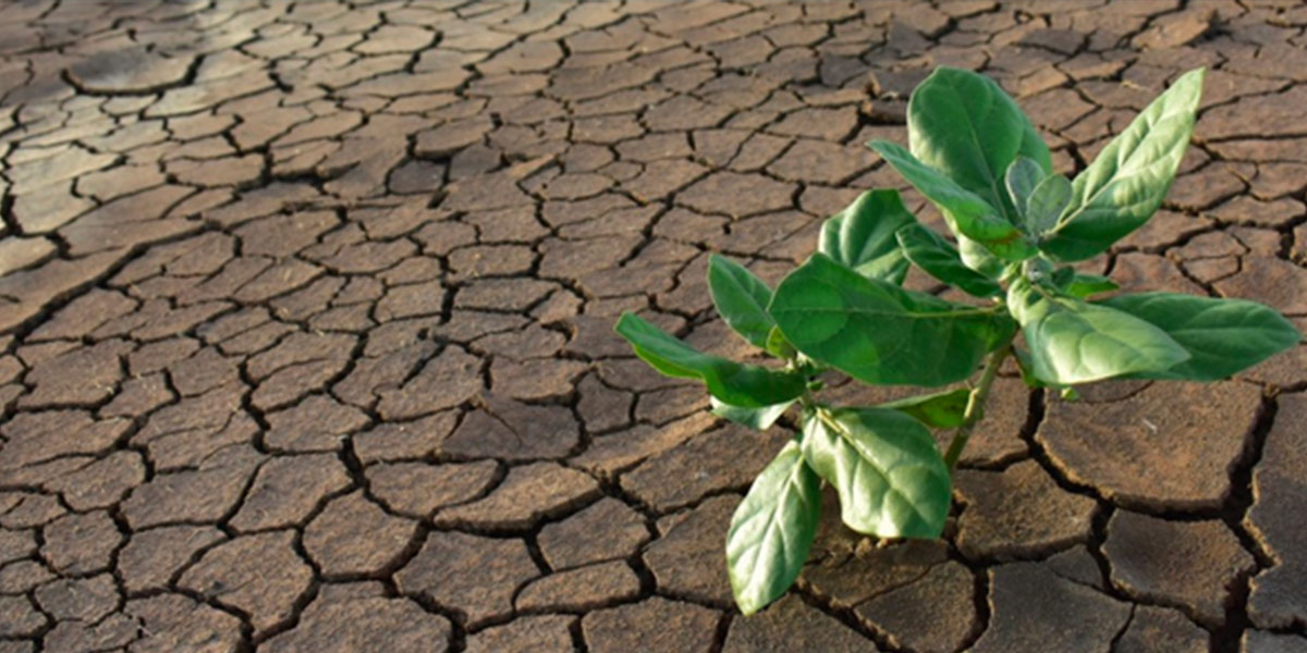 Stress abiotici: cosa sono e come combatterli